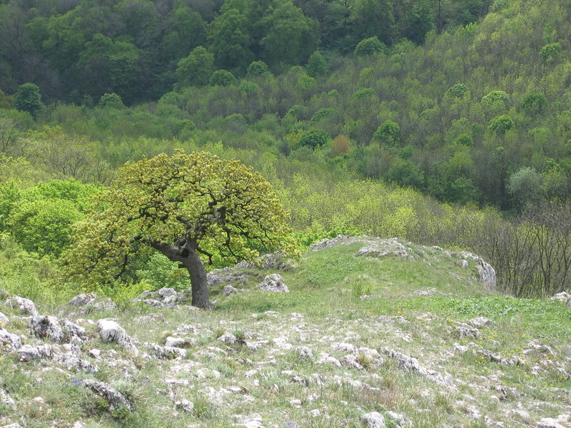 fotka