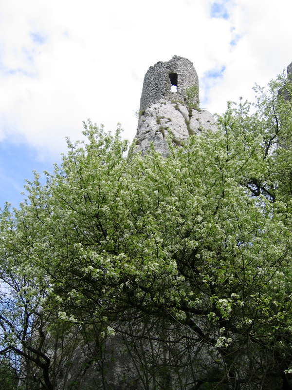 Sirot hrdek