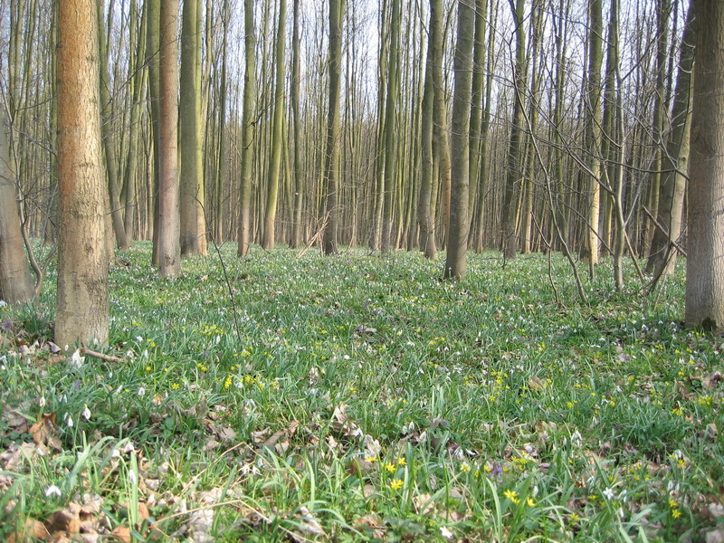 zelen koberec