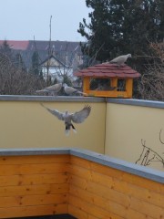 DSC_0420-nahled